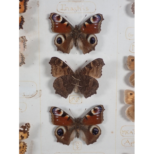 662 - Three wall mounted Lepidopterist's Cases displaying a collection of British Moths and Butterflies in... 