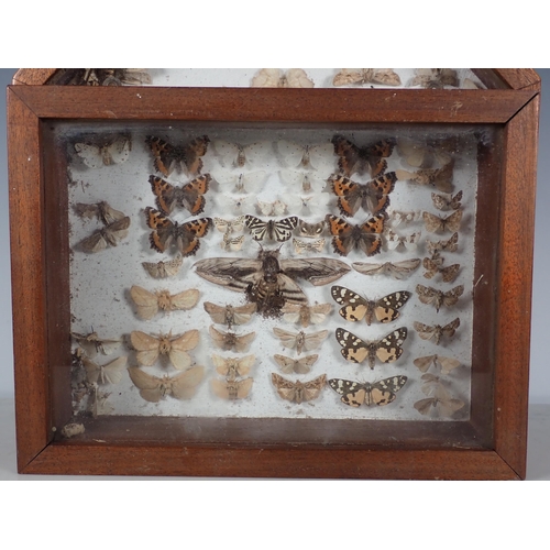 662 - Three wall mounted Lepidopterist's Cases displaying a collection of British Moths and Butterflies in... 