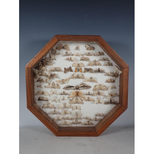 662 - Three wall mounted Lepidopterist's Cases displaying a collection of British Moths and Butterflies in... 