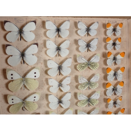 663 - Two Lepidopterist's Cases in the form of books containing a collection of British Lepidoptera includ... 