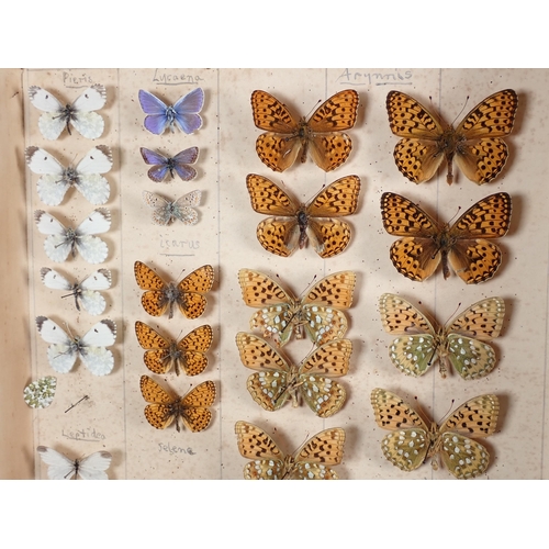 663 - Two Lepidopterist's Cases in the form of books containing a collection of British Lepidoptera includ... 