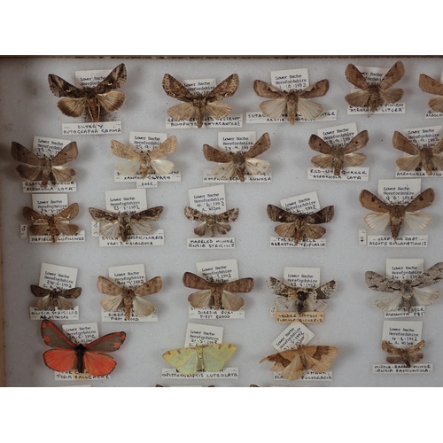 668 - An oak and glazed Lepidopterist's Cabinet fitted fifteen drawers containing a collection of British ... 