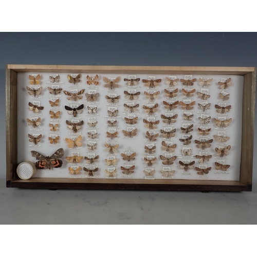 668 - An oak and glazed Lepidopterist's Cabinet fitted fifteen drawers containing a collection of British ... 