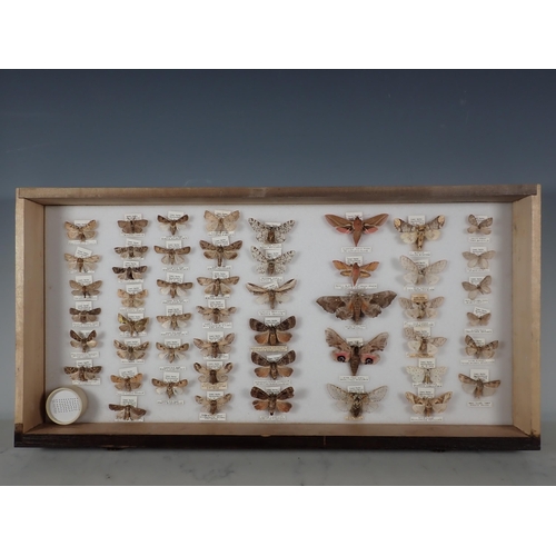 668 - An oak and glazed Lepidopterist's Cabinet fitted fifteen drawers containing a collection of British ... 