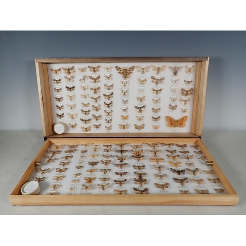 668 - An oak and glazed Lepidopterist's Cabinet fitted fifteen drawers containing a collection of British ... 