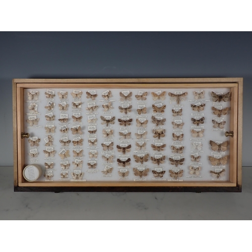 668 - An oak and glazed Lepidopterist's Cabinet fitted fifteen drawers containing a collection of British ... 