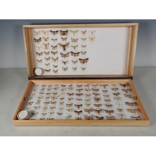 668 - An oak and glazed Lepidopterist's Cabinet fitted fifteen drawers containing a collection of British ... 