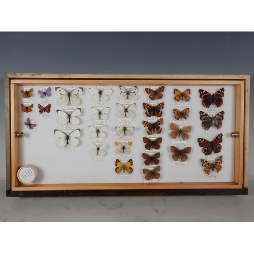 668 - An oak and glazed Lepidopterist's Cabinet fitted fifteen drawers containing a collection of British ... 