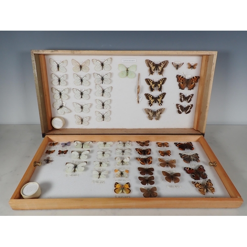 668 - An oak and glazed Lepidopterist's Cabinet fitted fifteen drawers containing a collection of British ... 