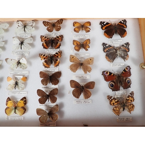 668 - An oak and glazed Lepidopterist's Cabinet fitted fifteen drawers containing a collection of British ... 