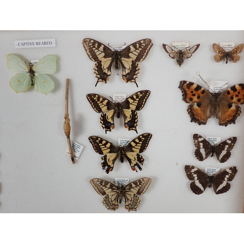 668 - An oak and glazed Lepidopterist's Cabinet fitted fifteen drawers containing a collection of British ... 