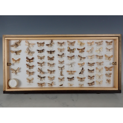 668 - An oak and glazed Lepidopterist's Cabinet fitted fifteen drawers containing a collection of British ... 