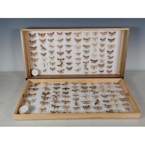 668 - An oak and glazed Lepidopterist's Cabinet fitted fifteen drawers containing a collection of British ... 