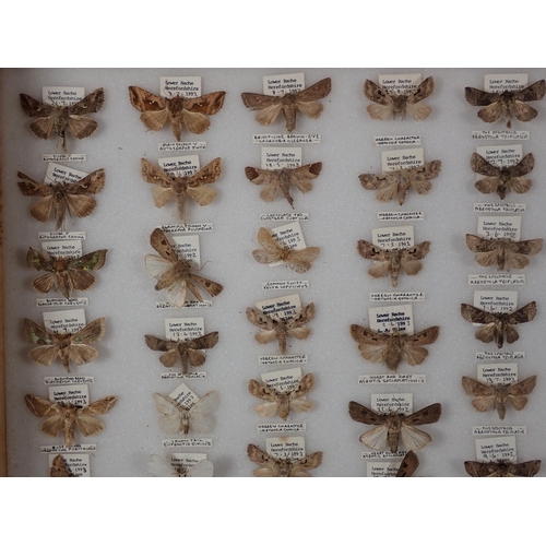 668 - An oak and glazed Lepidopterist's Cabinet fitted fifteen drawers containing a collection of British ... 