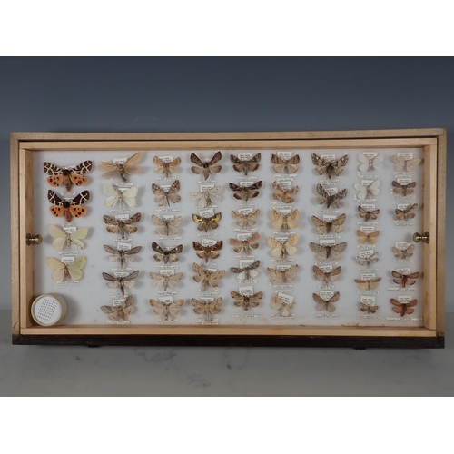 668 - An oak and glazed Lepidopterist's Cabinet fitted fifteen drawers containing a collection of British ... 