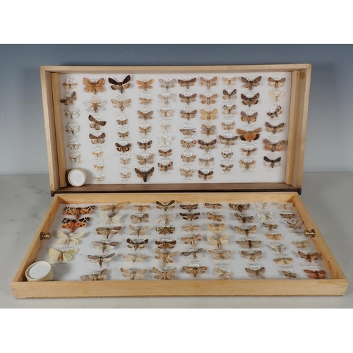 668 - An oak and glazed Lepidopterist's Cabinet fitted fifteen drawers containing a collection of British ... 