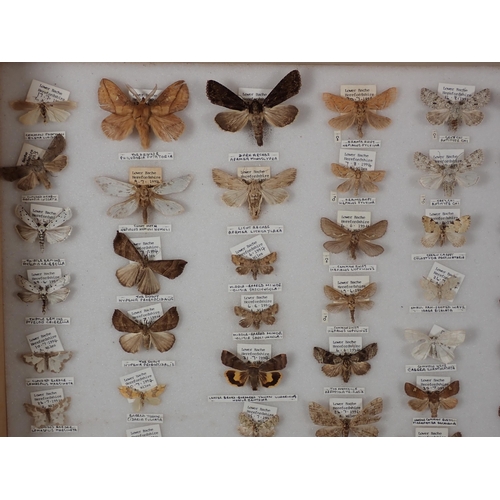 668 - An oak and glazed Lepidopterist's Cabinet fitted fifteen drawers containing a collection of British ... 