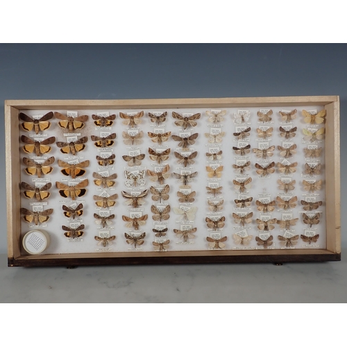 668 - An oak and glazed Lepidopterist's Cabinet fitted fifteen drawers containing a collection of British ... 