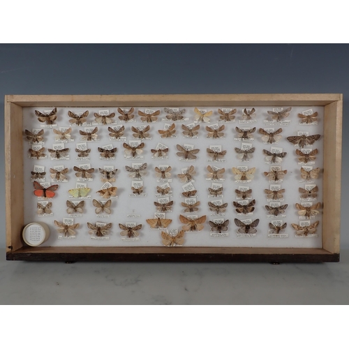 668 - An oak and glazed Lepidopterist's Cabinet fitted fifteen drawers containing a collection of British ... 