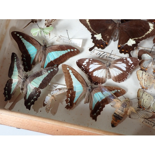 671 - An early 20th Century pine Lepidopterist's Case displaying a collection of Australian endemic Butter... 