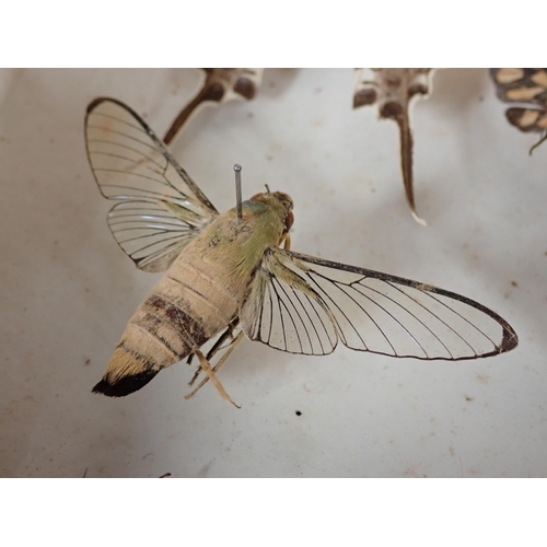 671 - An early 20th Century pine Lepidopterist's Case displaying a collection of Australian endemic Butter... 