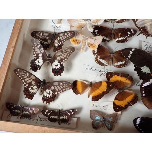 671 - An early 20th Century pine Lepidopterist's Case displaying a collection of Australian endemic Butter... 