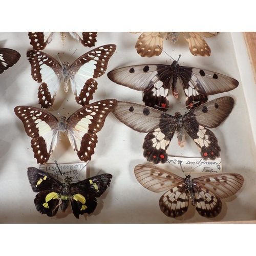 671 - An early 20th Century pine Lepidopterist's Case displaying a collection of Australian endemic Butter... 