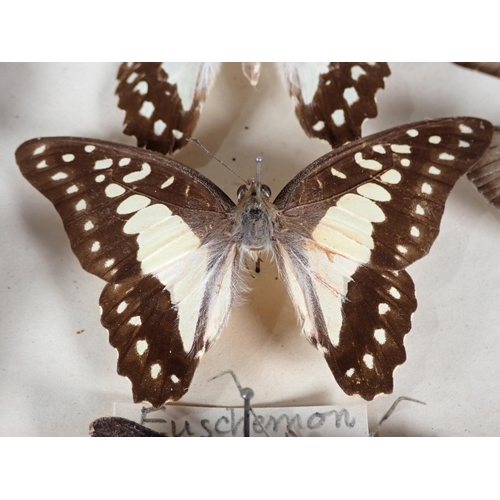 671 - An early 20th Century pine Lepidopterist's Case displaying a collection of Australian endemic Butter... 