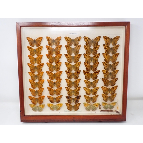 673 - A fine Victorian Lepidoptery Collection of 58 species of British Butterflies including extinct and r... 