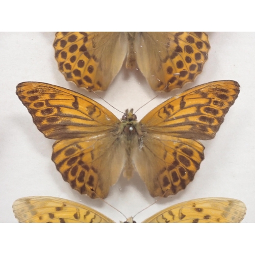 673 - A fine Victorian Lepidoptery Collection of 58 species of British Butterflies including extinct and r... 