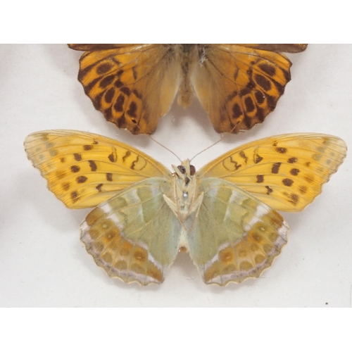 673 - A fine Victorian Lepidoptery Collection of 58 species of British Butterflies including extinct and r... 