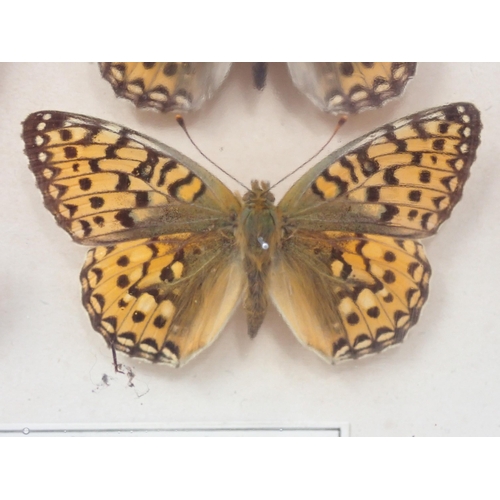 673 - A fine Victorian Lepidoptery Collection of 58 species of British Butterflies including extinct and r... 