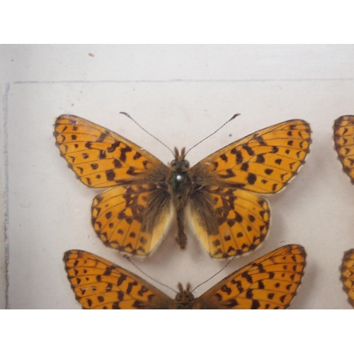 673 - A fine Victorian Lepidoptery Collection of 58 species of British Butterflies including extinct and r... 