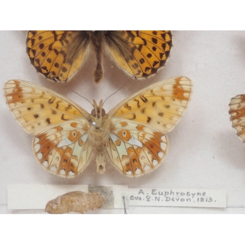 673 - A fine Victorian Lepidoptery Collection of 58 species of British Butterflies including extinct and r... 