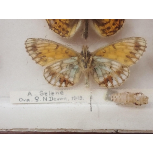 673 - A fine Victorian Lepidoptery Collection of 58 species of British Butterflies including extinct and r... 