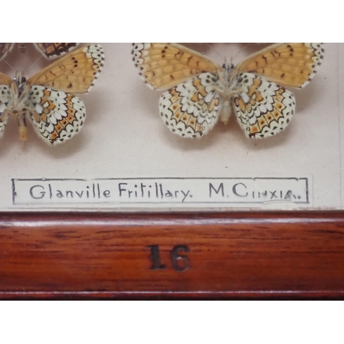 673 - A fine Victorian Lepidoptery Collection of 58 species of British Butterflies including extinct and r... 