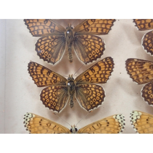 673 - A fine Victorian Lepidoptery Collection of 58 species of British Butterflies including extinct and r... 