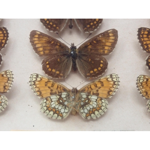 673 - A fine Victorian Lepidoptery Collection of 58 species of British Butterflies including extinct and r... 