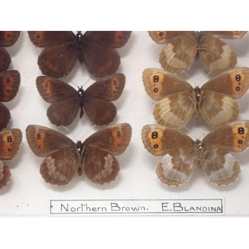 673 - A fine Victorian Lepidoptery Collection of 58 species of British Butterflies including extinct and r... 