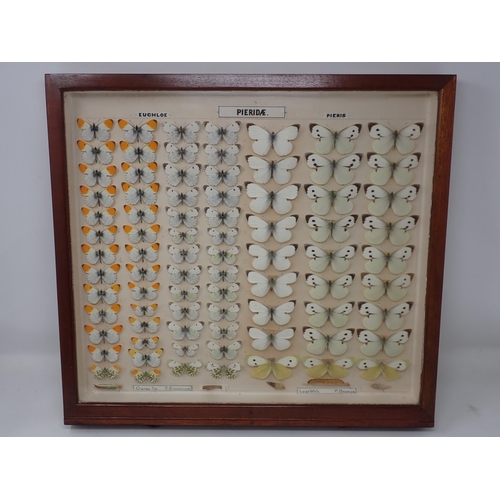 673 - A fine Victorian Lepidoptery Collection of 58 species of British Butterflies including extinct and r... 