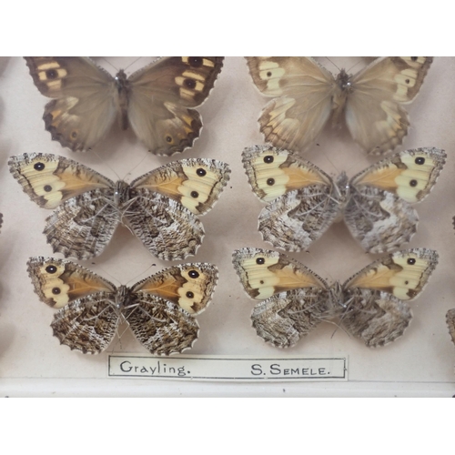 673 - A fine Victorian Lepidoptery Collection of 58 species of British Butterflies including extinct and r... 