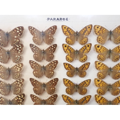 673 - A fine Victorian Lepidoptery Collection of 58 species of British Butterflies including extinct and r... 