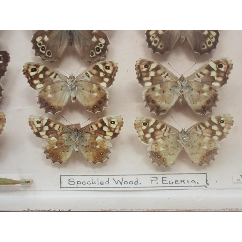 673 - A fine Victorian Lepidoptery Collection of 58 species of British Butterflies including extinct and r... 