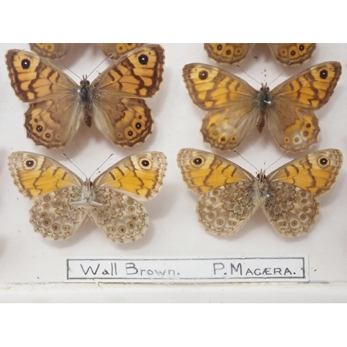 673 - A fine Victorian Lepidoptery Collection of 58 species of British Butterflies including extinct and r... 