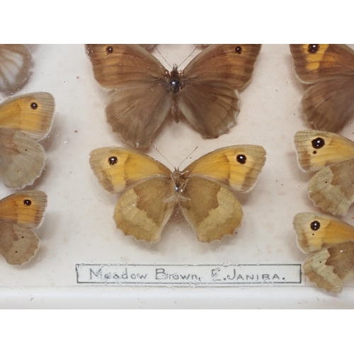 673 - A fine Victorian Lepidoptery Collection of 58 species of British Butterflies including extinct and r... 