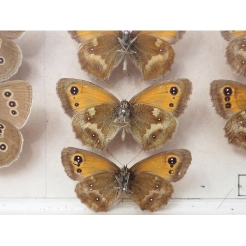 673 - A fine Victorian Lepidoptery Collection of 58 species of British Butterflies including extinct and r... 