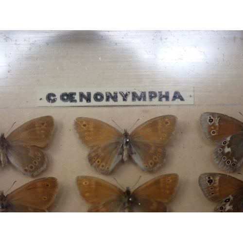 673 - A fine Victorian Lepidoptery Collection of 58 species of British Butterflies including extinct and r... 