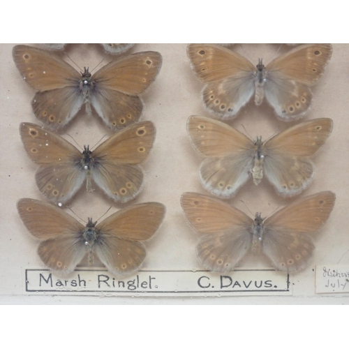 673 - A fine Victorian Lepidoptery Collection of 58 species of British Butterflies including extinct and r... 