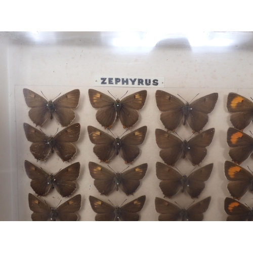 673 - A fine Victorian Lepidoptery Collection of 58 species of British Butterflies including extinct and r... 