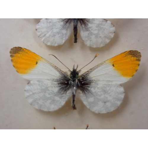 673 - A fine Victorian Lepidoptery Collection of 58 species of British Butterflies including extinct and r... 